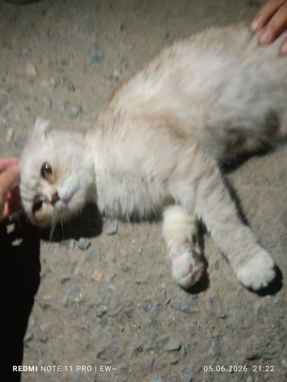 Пародистые котята — 4