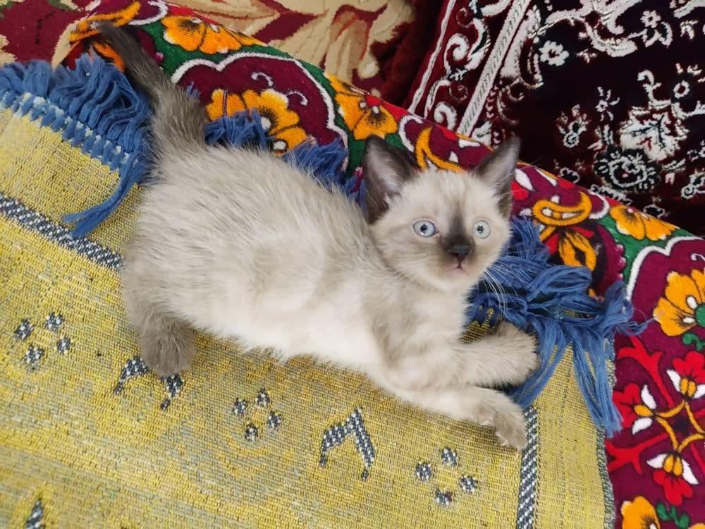 Siyamiskiy Mushuk — 4