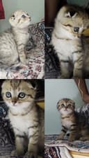Продаются котята