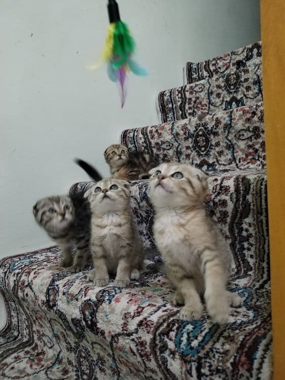 Продаются котята — 2