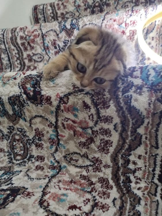 Продаются котята — 3