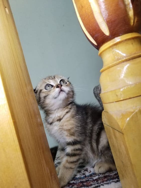 Продаются котята — 4