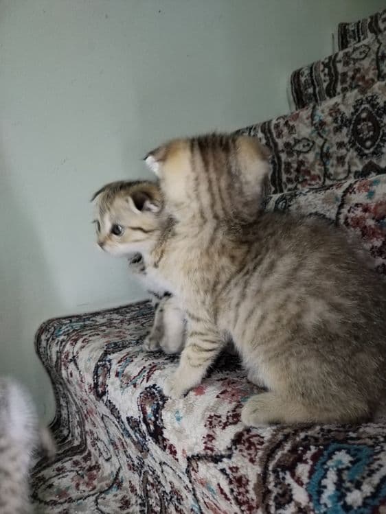 Продаются котята — 5