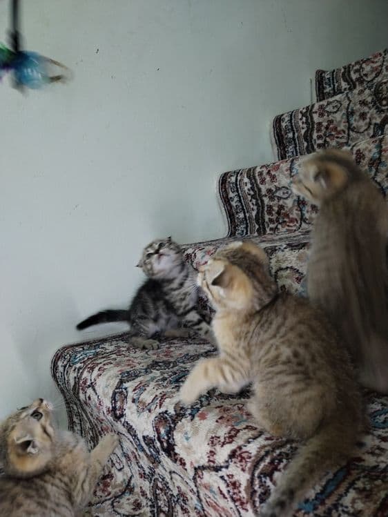 Продаются котята — 6