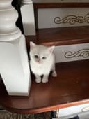 Кошка (mushuk) pishik