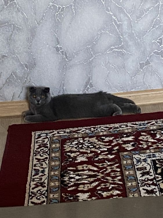 Pshik sotaman siyib sichmdi oyndon pshik kasal pshik amas privivka ba — 3