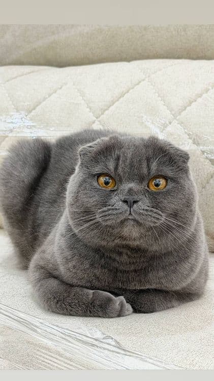 Скотиш фолд мушукчалар сотилади — 2