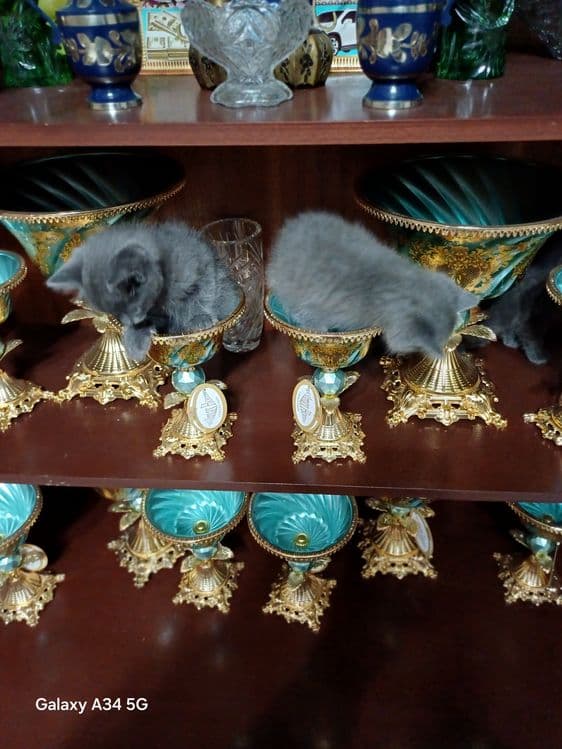 британский пародали мушук боласи сотилади — 2