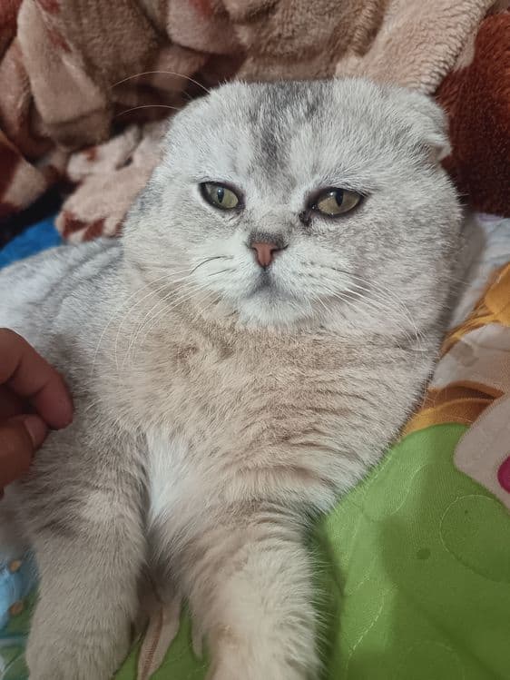 Британская коротко  шерстный кот — 1