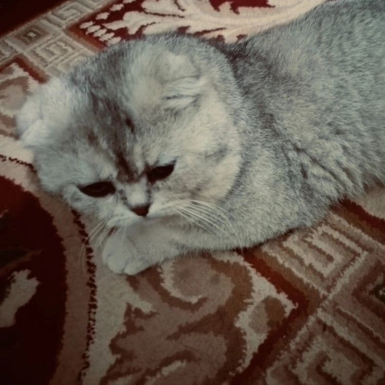 Британская коротко  шерстный кот — 2