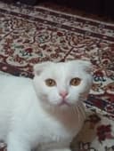 Oq mushuk parodniy