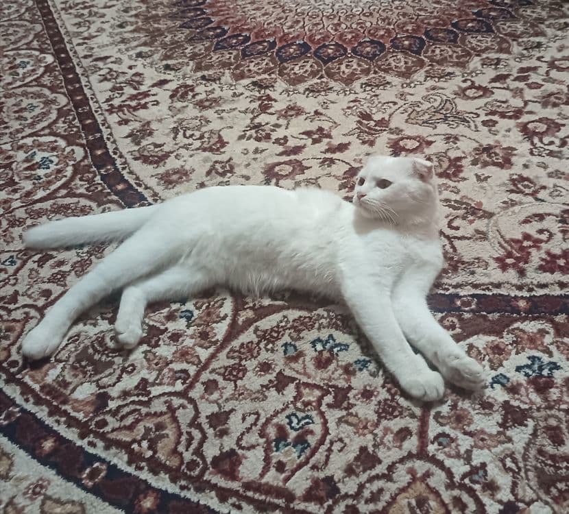 Oq mushuk parodniy — 2