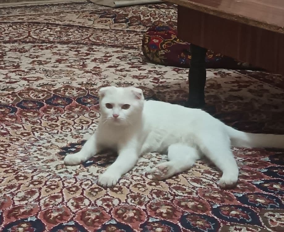 Oq mushuk parodniy — 3