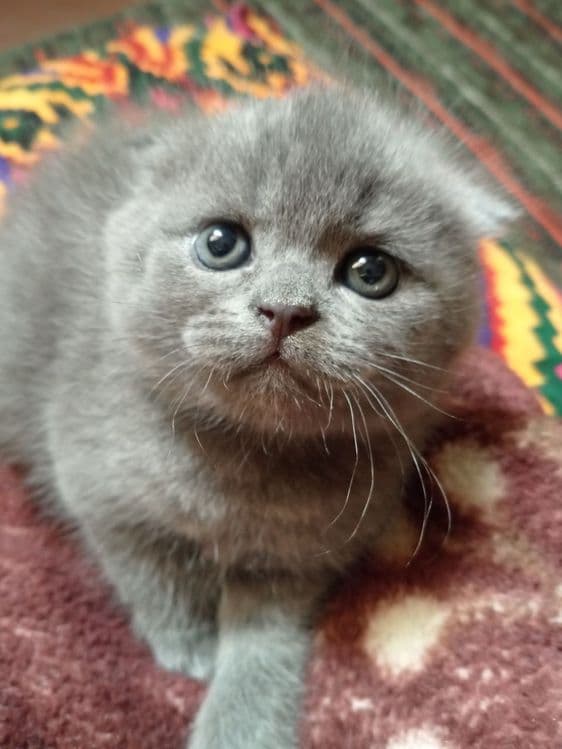 Котята Шотландской породы Вислоухие — 2