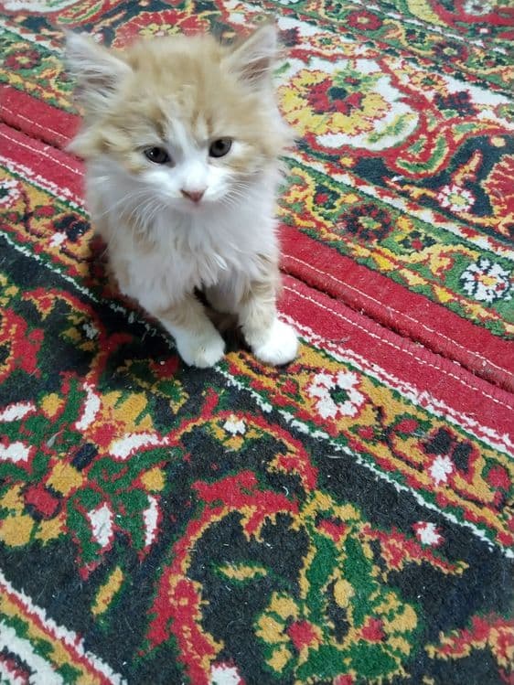 Шотланский Мушук кулга ургатилган — 2