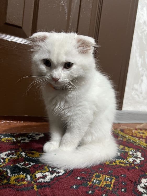 Mushuk sotiladi toza zotli — 2