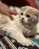 Продается котенок!