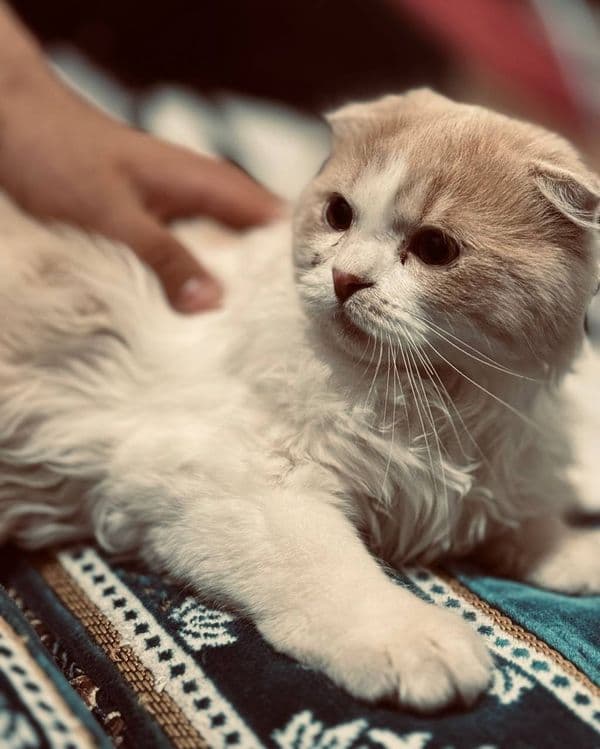 Продается котенок! — 1