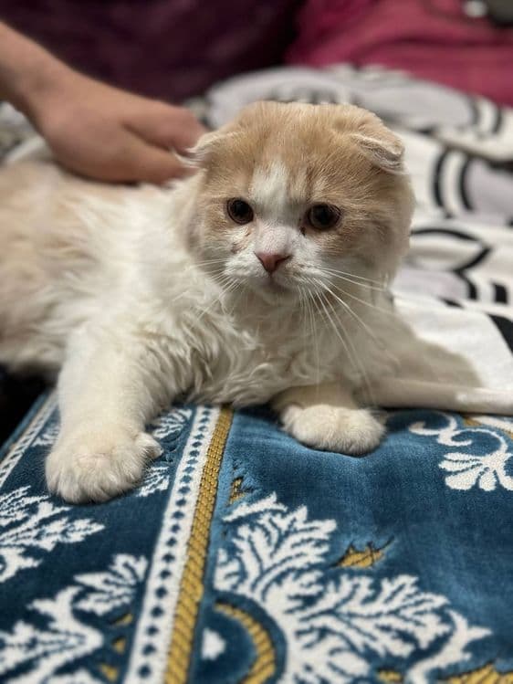 Продается котенок! — 2