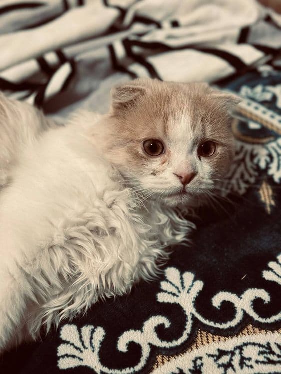 Продается котенок! — 3