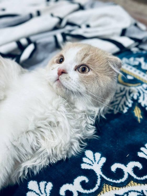 Продается котенок! — 4