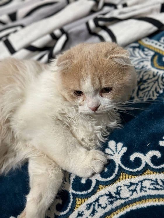 Продается котенок! — 5