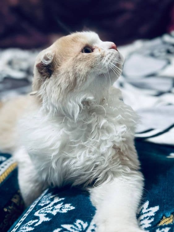Продается котенок! — 6
