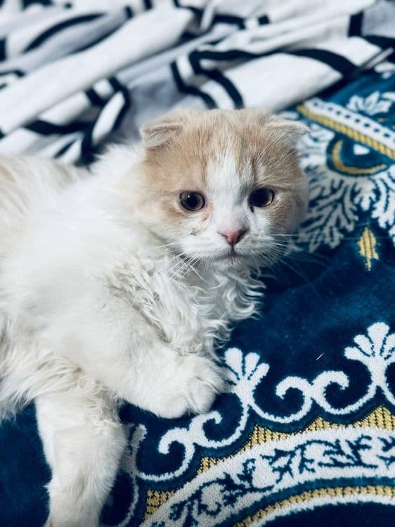 Продается котенок! — 7