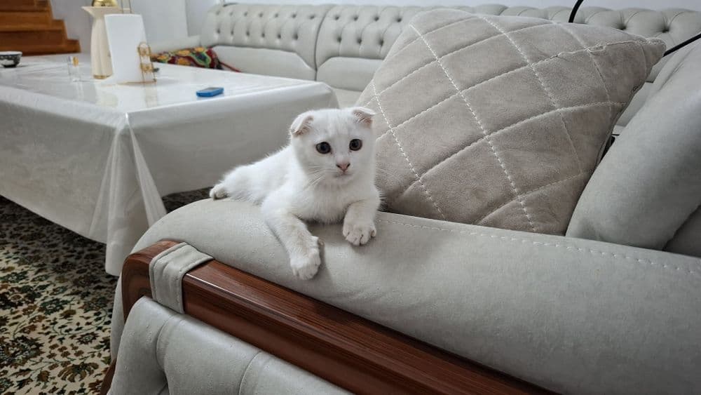 Зотдор мушик боласи сотилади — 1