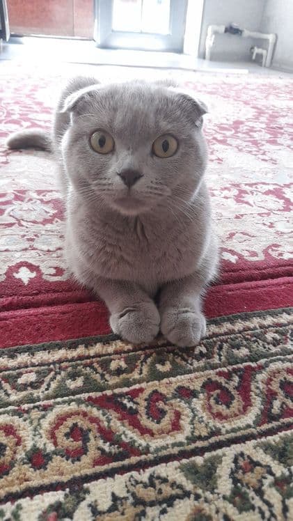 ПРОДАЕТСЯ!!! кошка шотланский вислоухий — 1