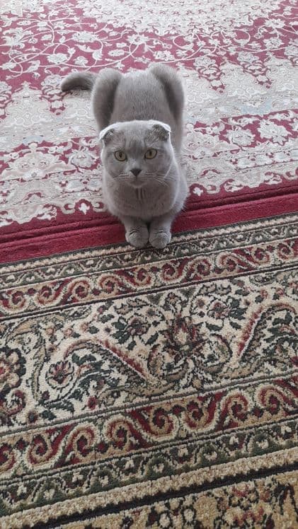 ПРОДАЕТСЯ!!! кошка шотланский вислоухий — 2