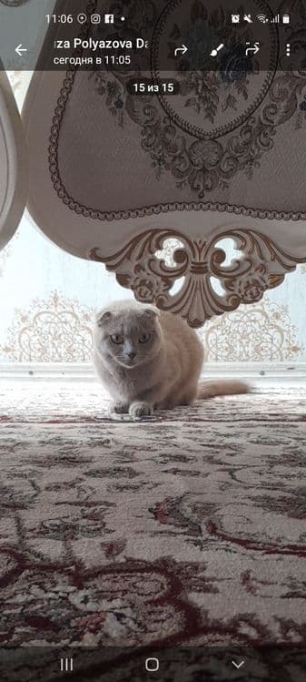 ПРОДАЕТСЯ!!! кошка шотланский вислоухий — 3