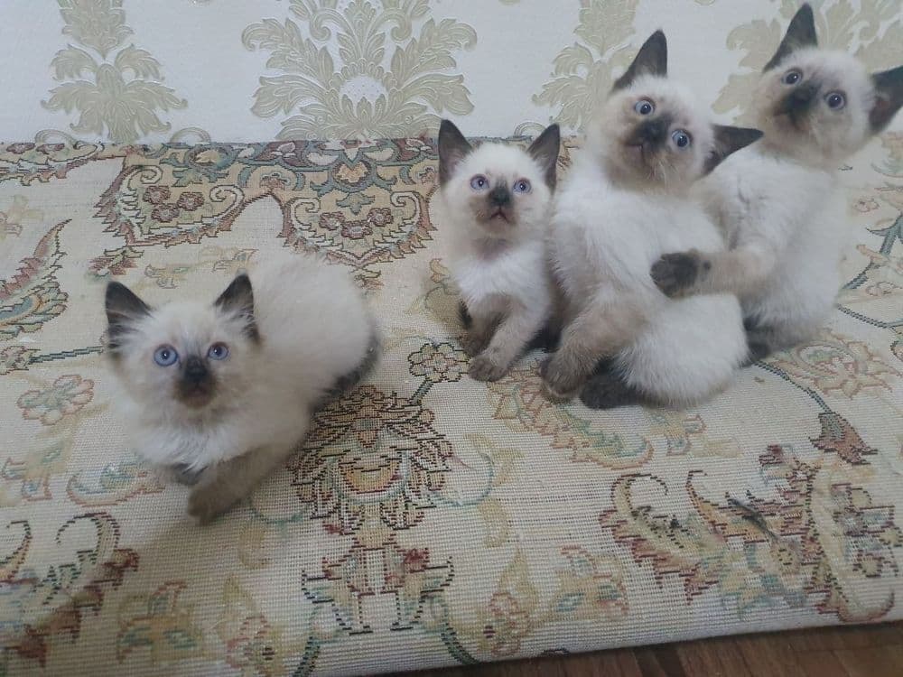 Сиамские котятки — 1