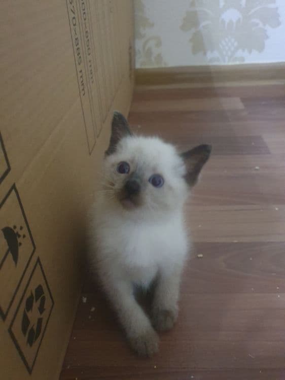 Сиамские котятки — 2