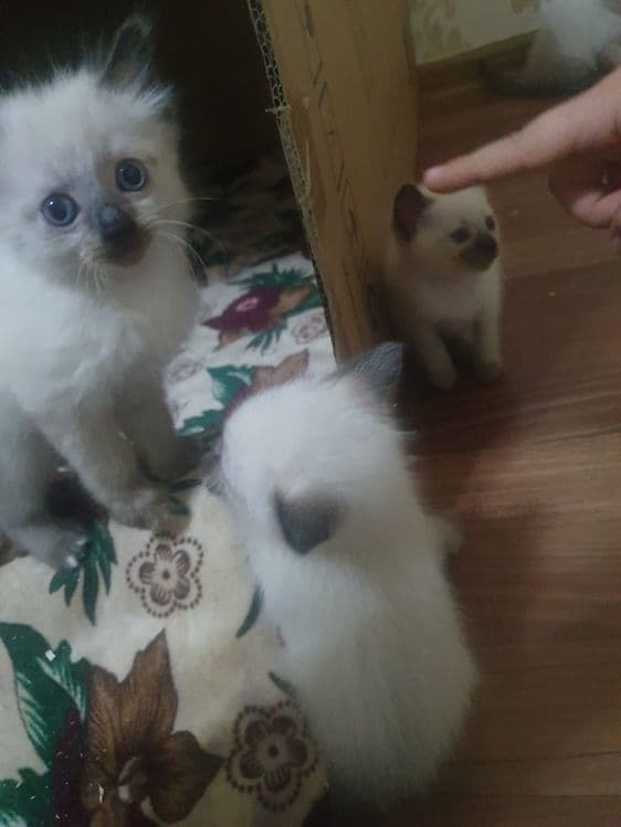 Сиамские котятки — 3