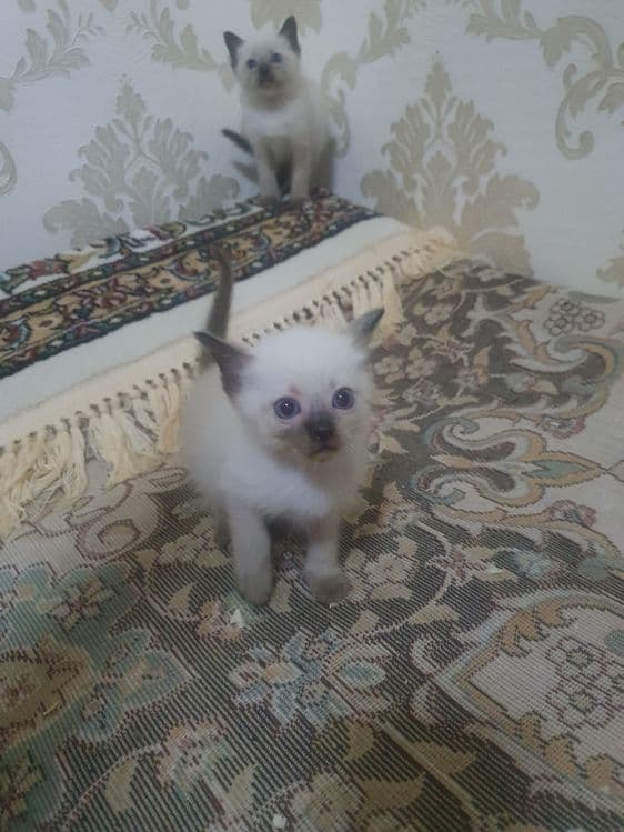 Сиамские котятки — 4