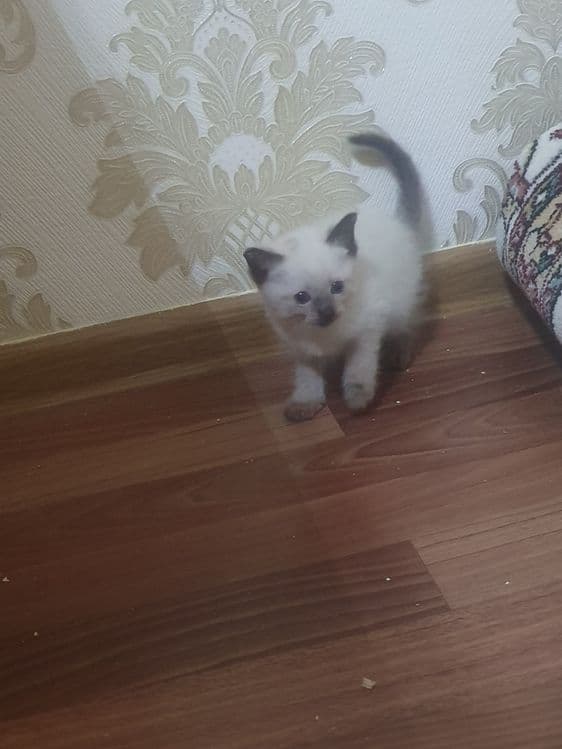 Сиамские котятки — 6