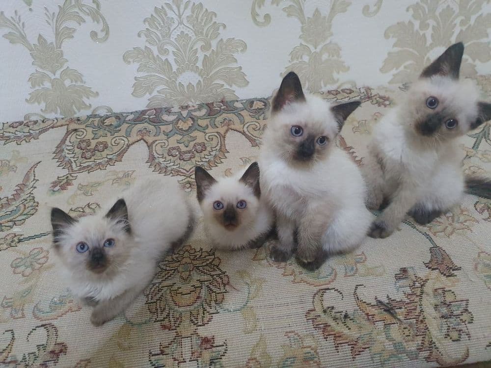 Сиамские котятки — 7