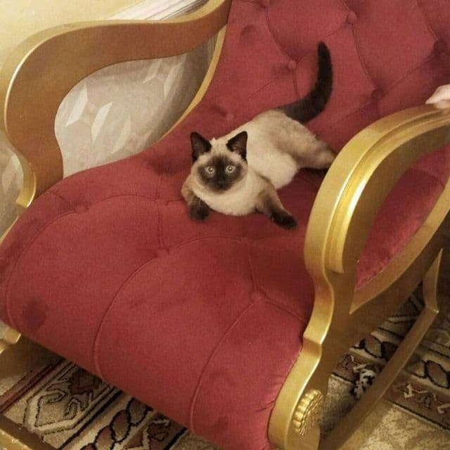 Сиамские котятки — 8
