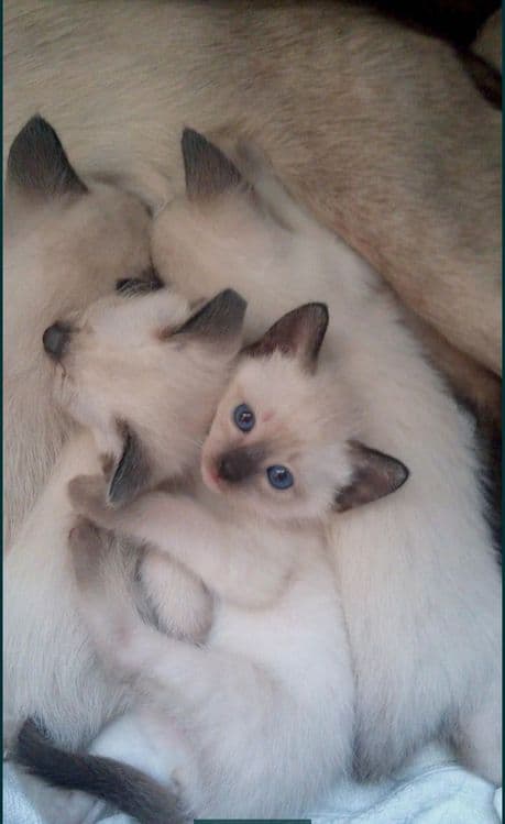 Зотдор сиам мушик болалари сотилади — 2