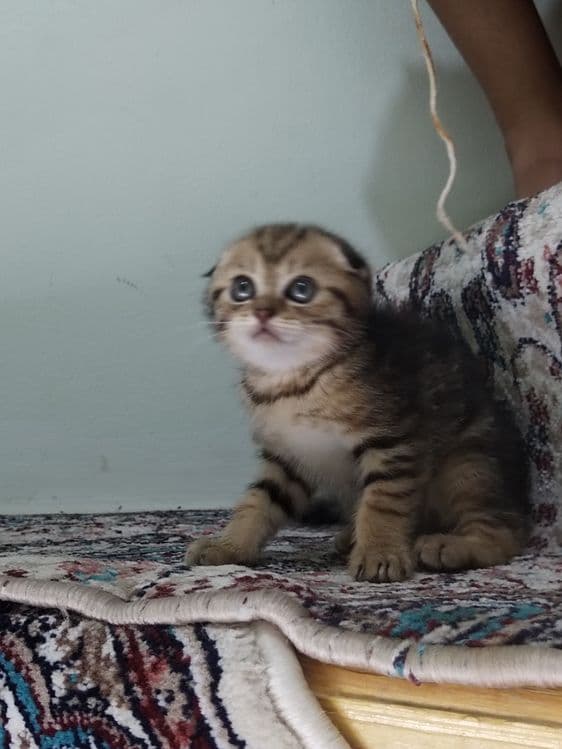 Bengal mushukchalar sotiladi.. — 3