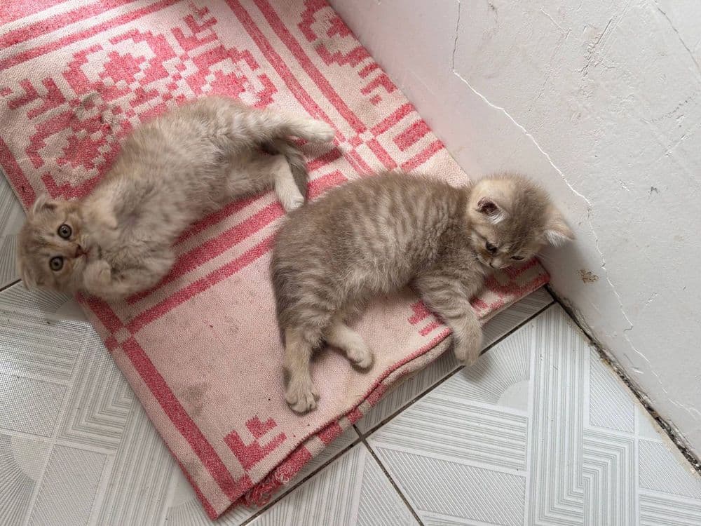 Scottish fold qiz — 2