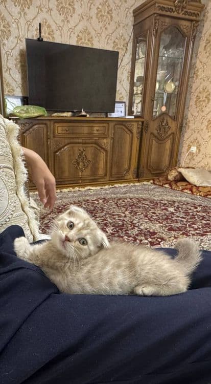 Scottish fold qiz — 3