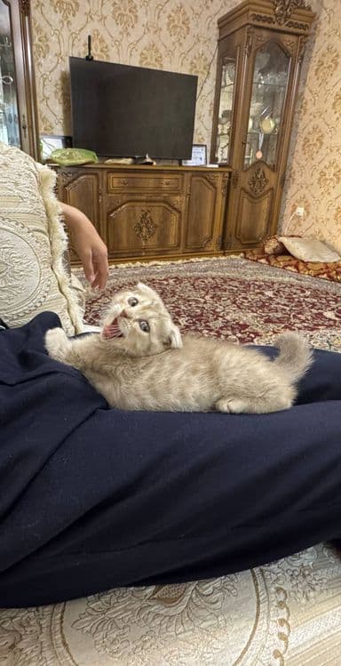 Scottish fold qiz — 4