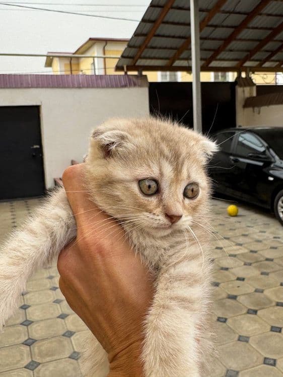 Scottish fold qiz — 5