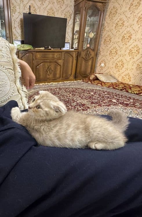 Scottish fold qiz — 6