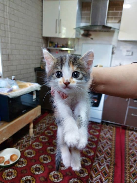 Домашние животные — 4
