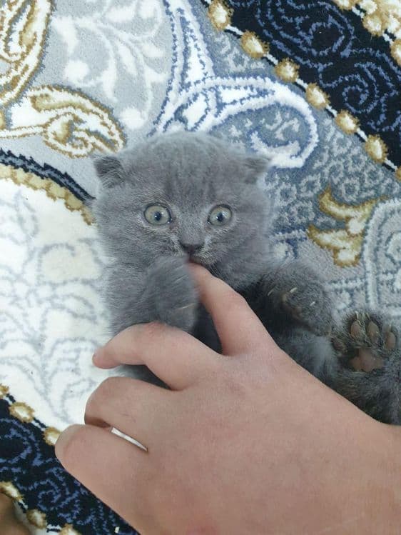 Зотдор пишикла сотилади. — 2