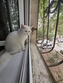 Кошка смотришь стайт белая декабрь ойида тугилган