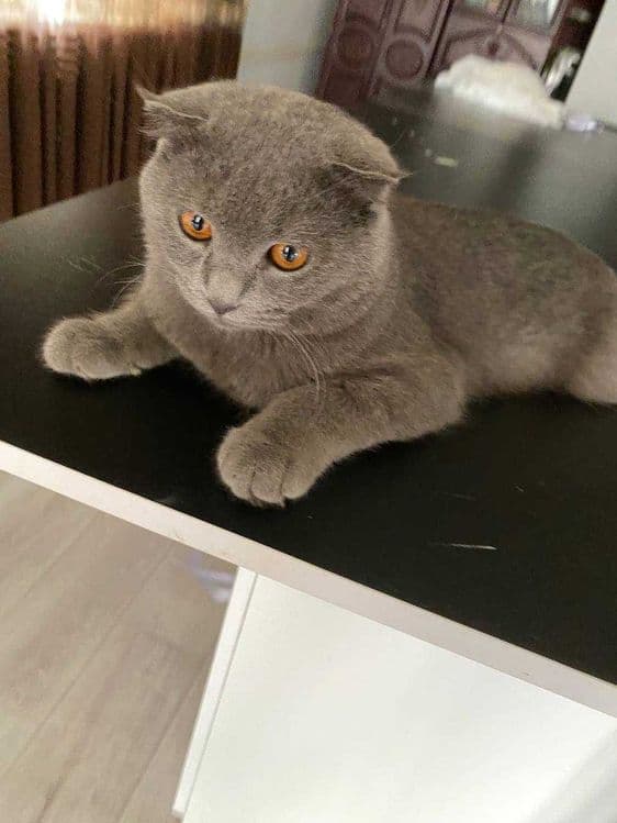 Qiz mushuklarni taklif etadi — 2